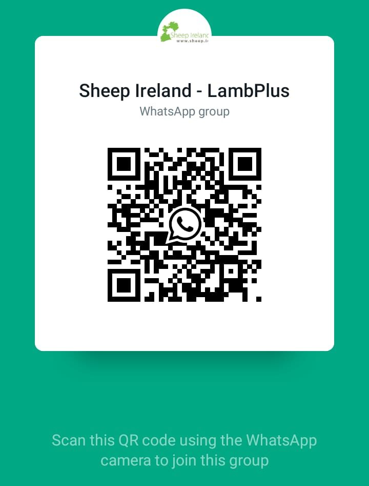 You are currently viewing Join our LambPlus WhatsApp group