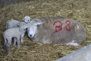 The deadline for Lambing registration is 30th April