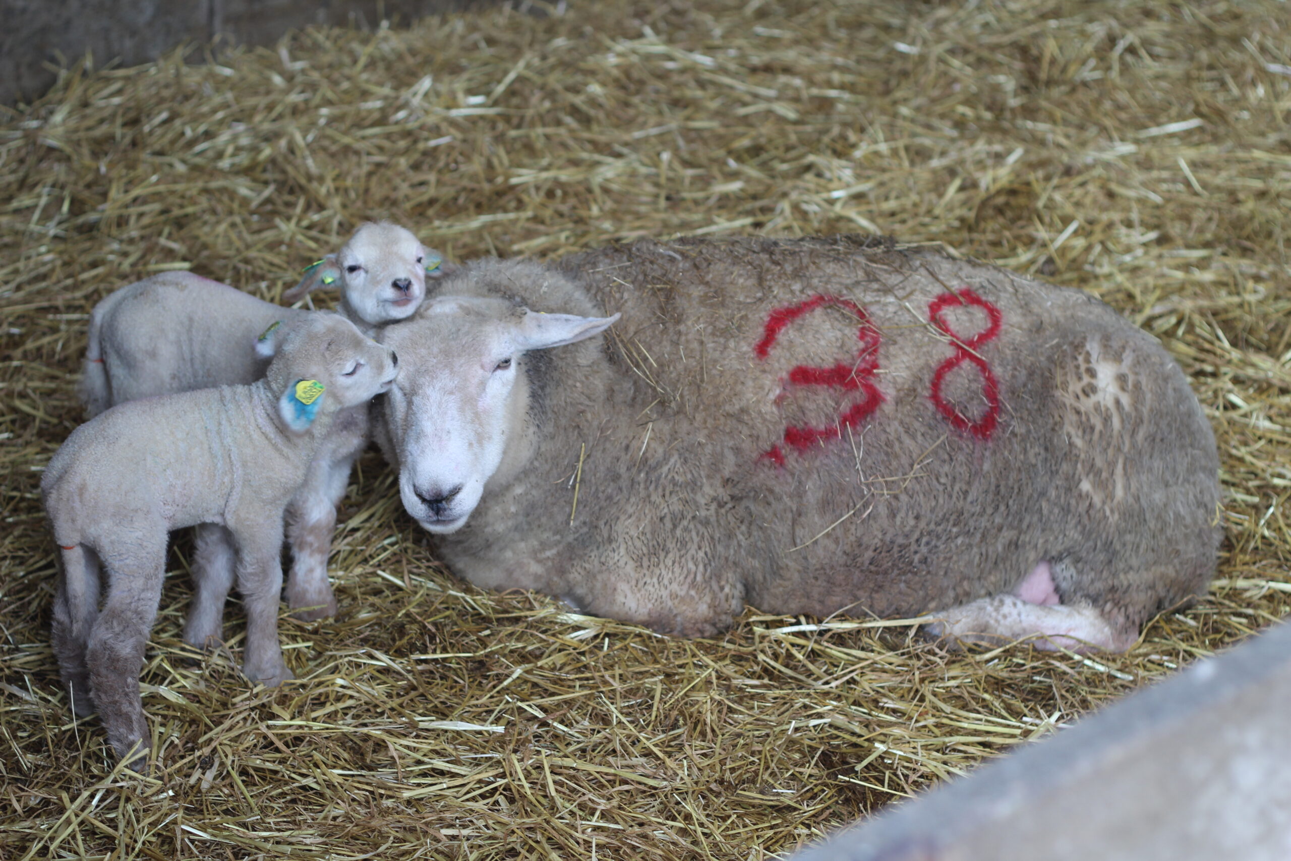 Read more about the article The deadline for Lambing registration is 30th April