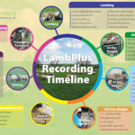 LambPlus Recording Timeline