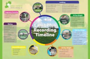 LambPlus Recording Timeline