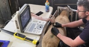 25th April – Deadline for requesting 2025 Muscle and Fat Scanning service