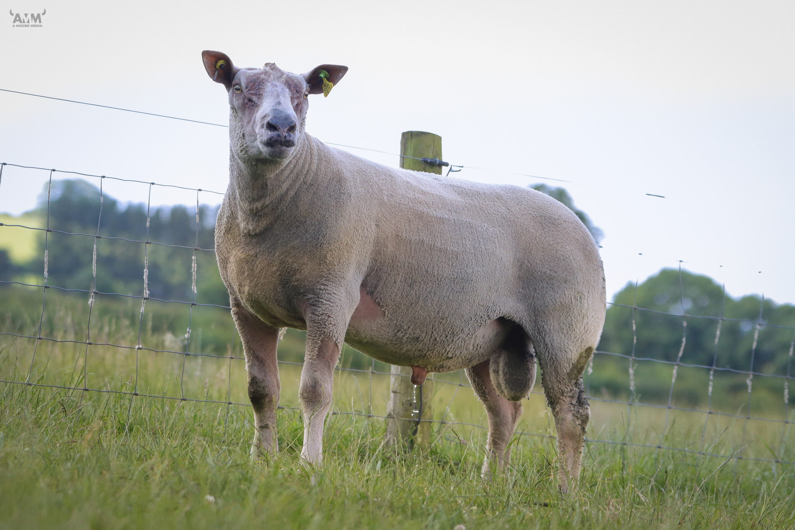 Read more about the article CPT Ram Sale 2023, A unique opportunity to purchase proven genetics