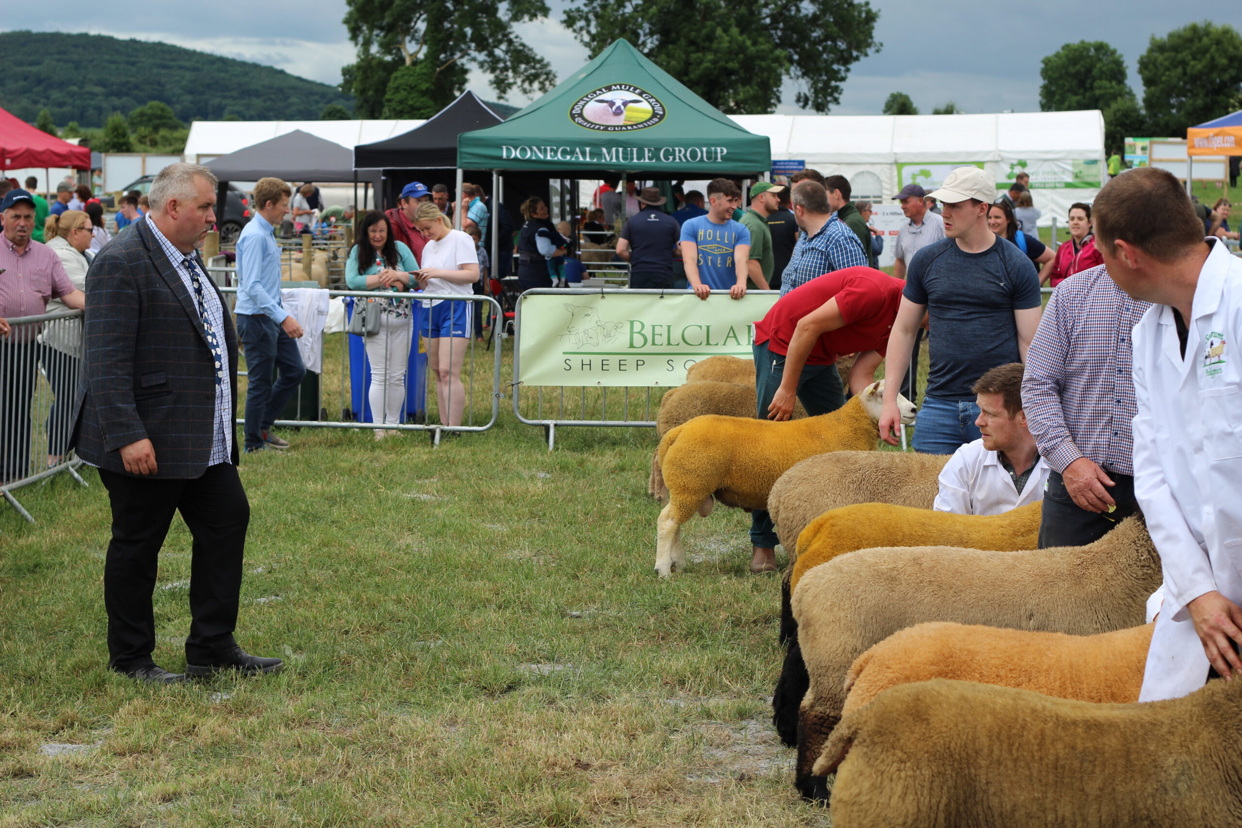 Read more about the article Sheep 2023 Winners of the FBD Five-Star Ram Lamb LambPlus Classes.