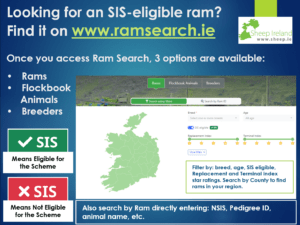 Looking for an SIS-eligible ram? Find it on our Ram Search