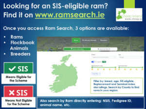 Read more about the article Looking for an SIS-eligible ram? Find it on our Ram Search