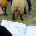 Submit your Subs entries by 17th August 1pm for the 2023 Sheep Ireland €uroStar Multi-Breed Ram sale