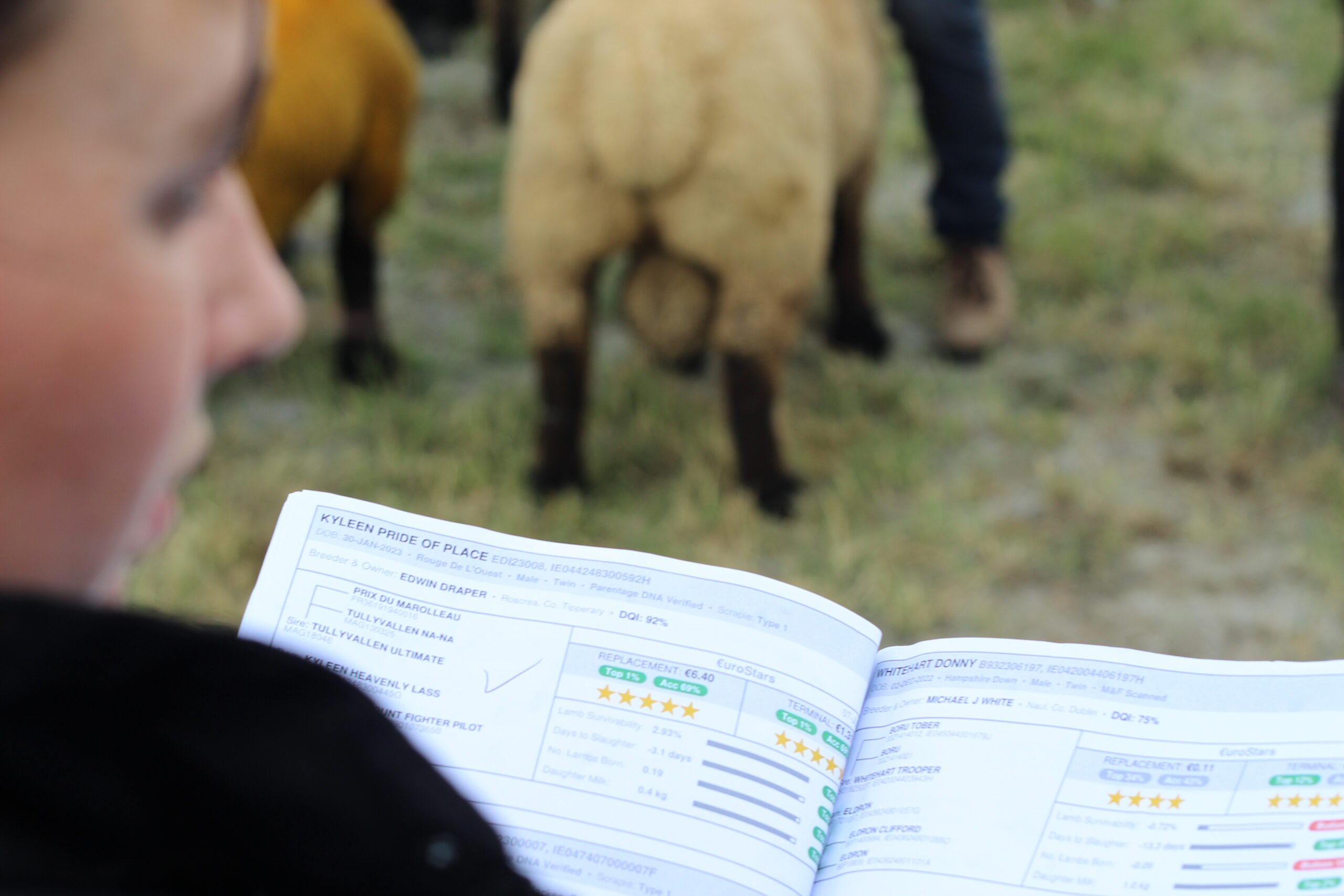 Read more about the article Submit your Subs entries by 17th August 1pm for the 2023 Sheep Ireland €uroStar Multi-Breed Ram sale