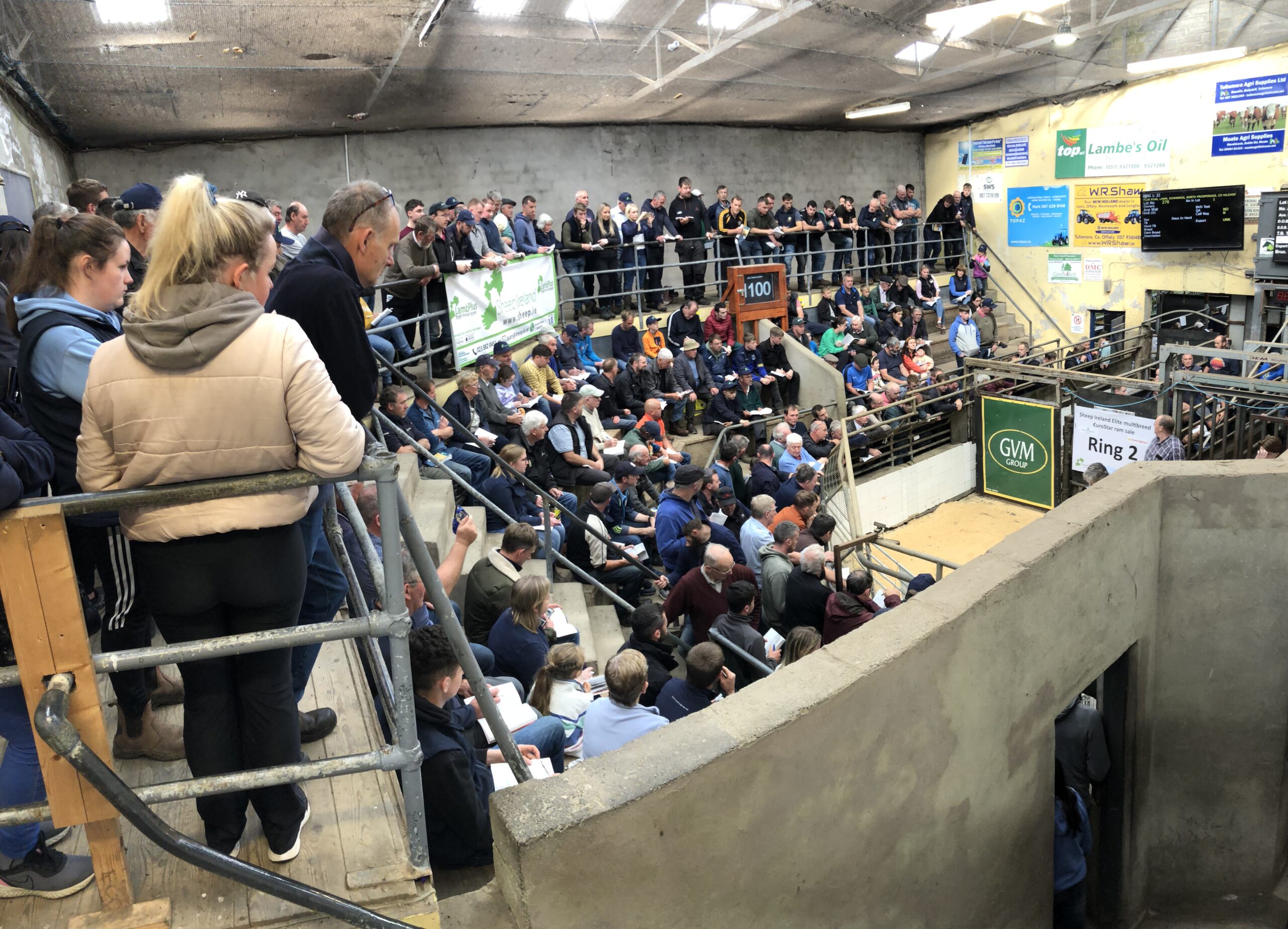You are currently viewing Sheep Ireland Sale Report 2023