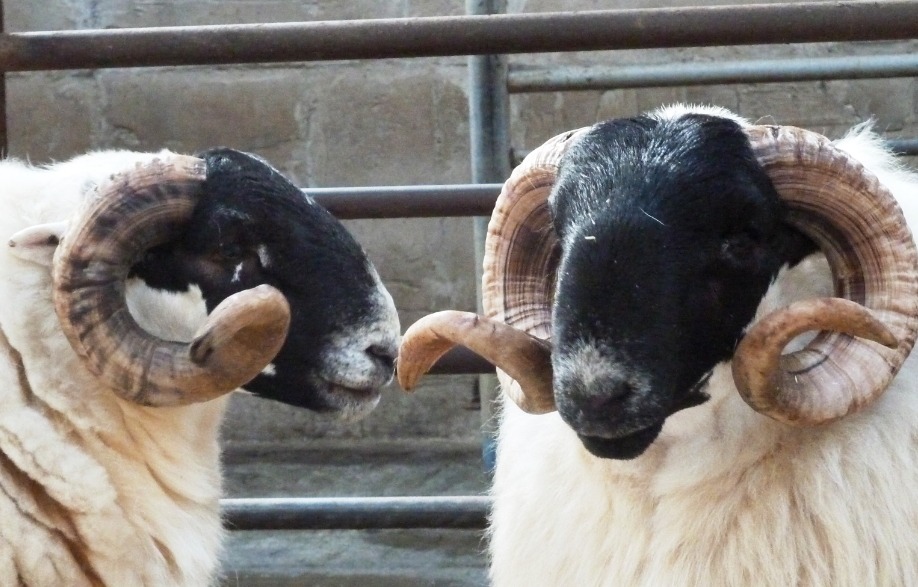 Read more about the article Hill flocks need to Genotype stock rams now!