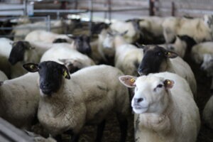 Read more about the article Have you recorded your 2024 mating?
