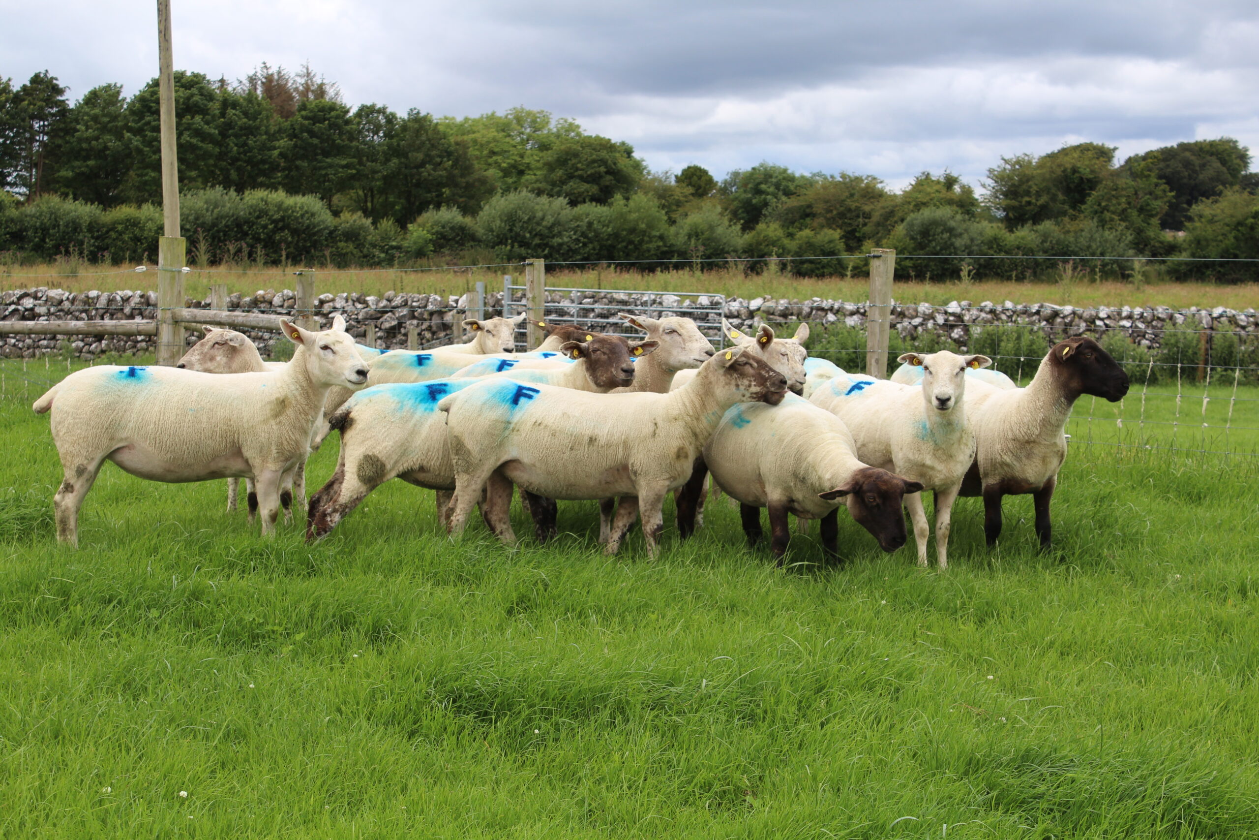 Read more about the article LambPlus Euro-Star Indexs & Traits 2023