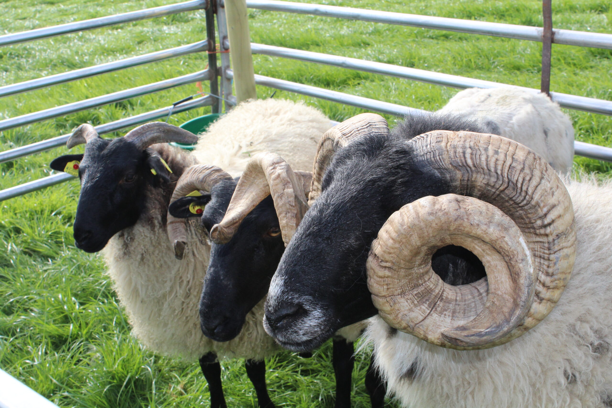 Read more about the article Genotype your stock rams now!