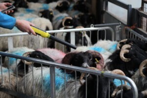 Hill Sheep Groups data recording