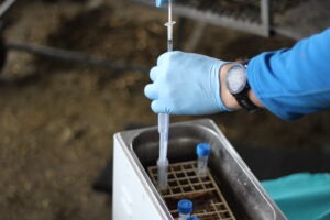 How can I get ram semen genotyped?