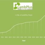 LambPlus memberships on the rise once again