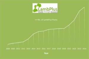 LambPlus memberships on the rise once again