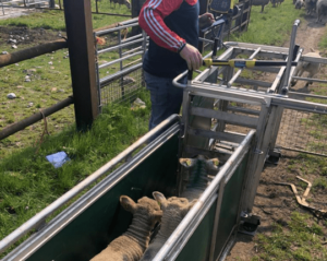 Read more about the article Weight Verification Pilot Project 2024