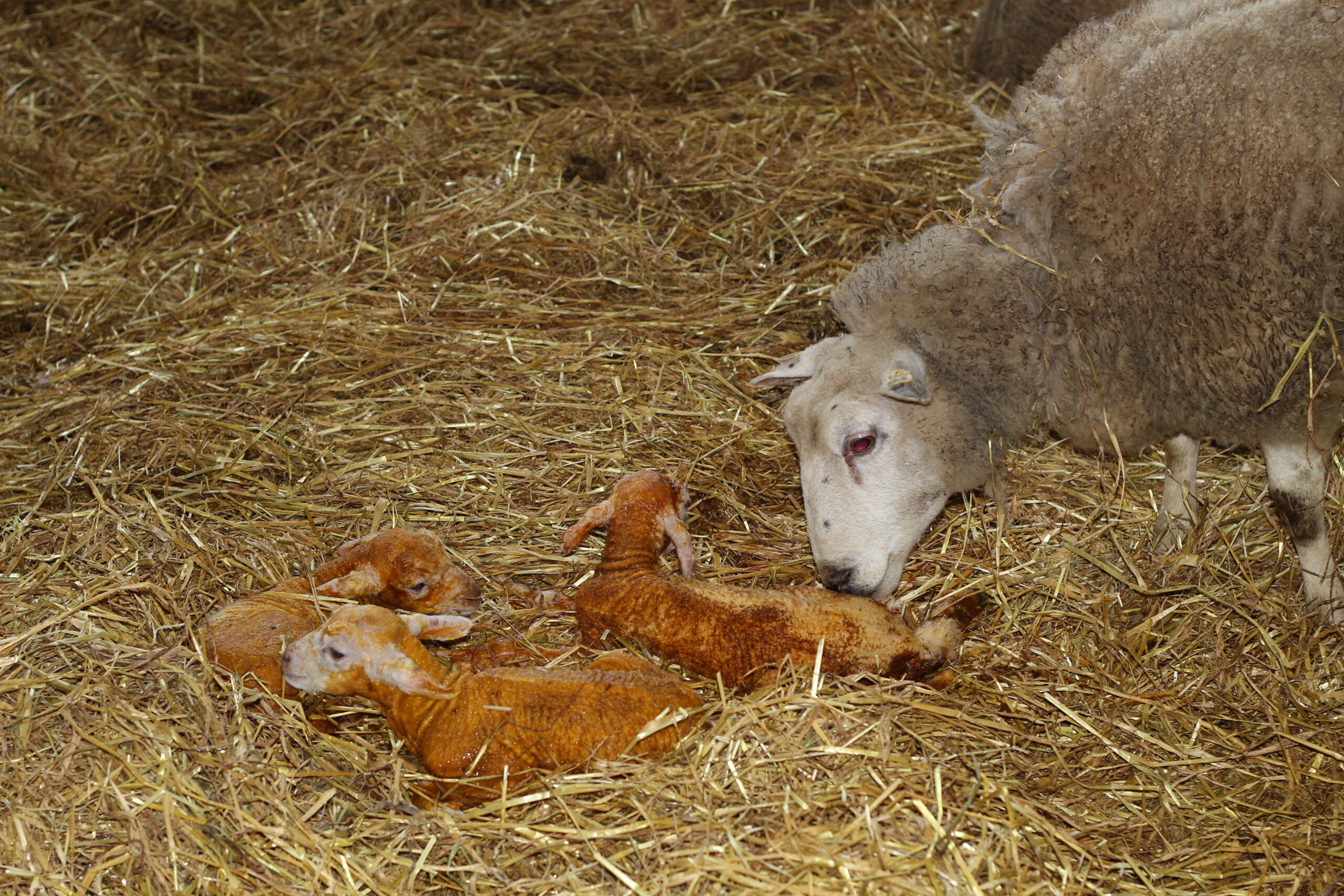 You are currently viewing How to score Mothering-ability and Ewe Milk ?