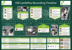 Hill flocks recording Timeline – What to record and Why?