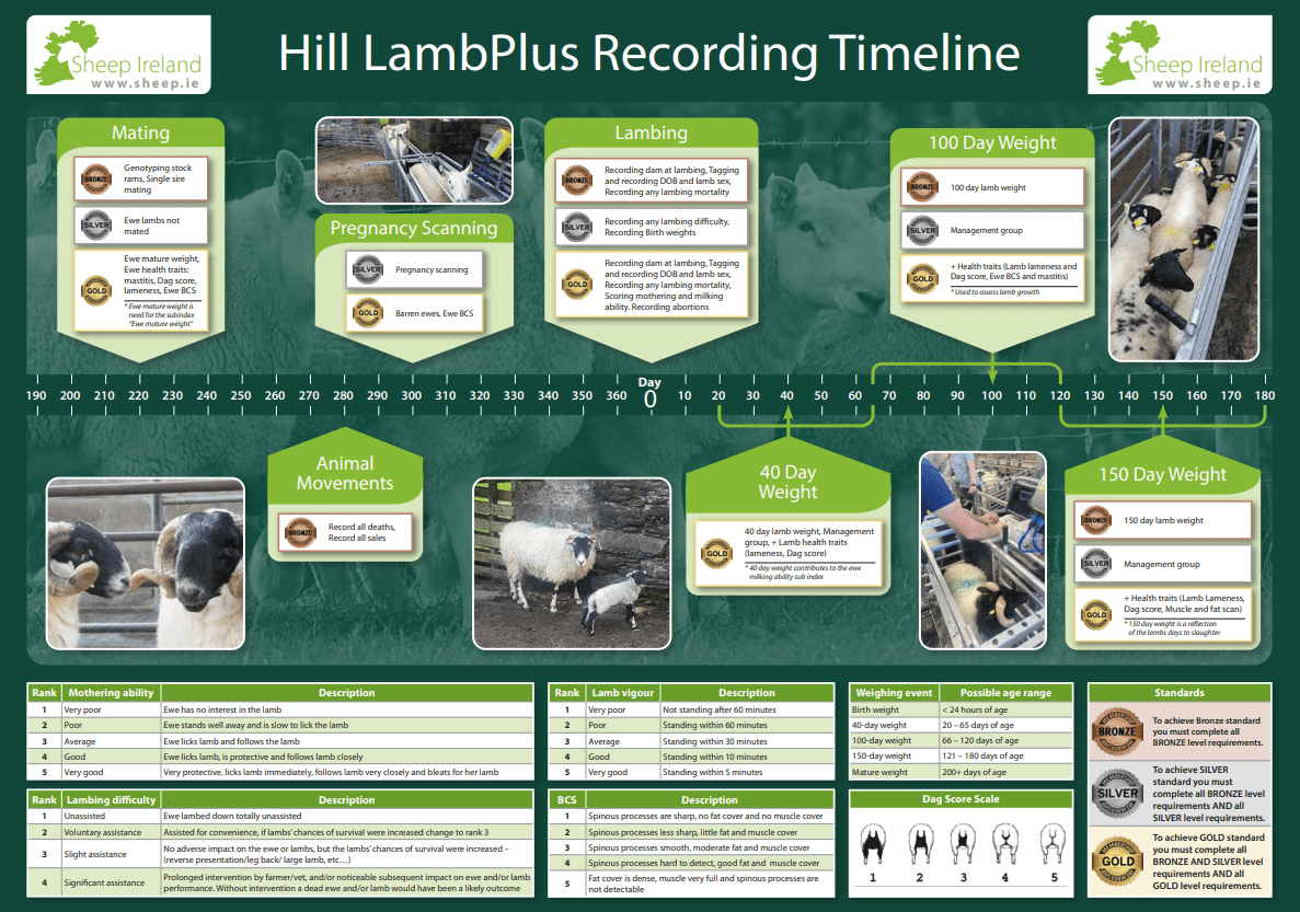 You are currently viewing Hill flocks recording Timeline – What to record and Why?