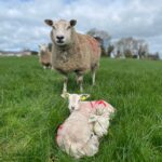 CPT 2024 Lambing underway!