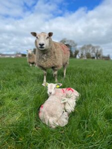 CPT 2024 Lambing underway!