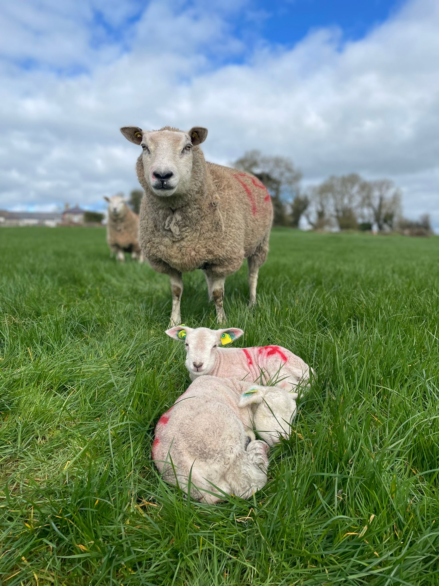 You are currently viewing CPT 2024 Lambing underway!
