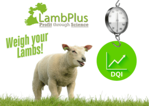 Timeliness for recording 40 & 100 days lambs weights