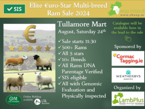 Read more about the article 90 days countdown for the 2024 Elite €uroStar Multi-Breed Ram sale