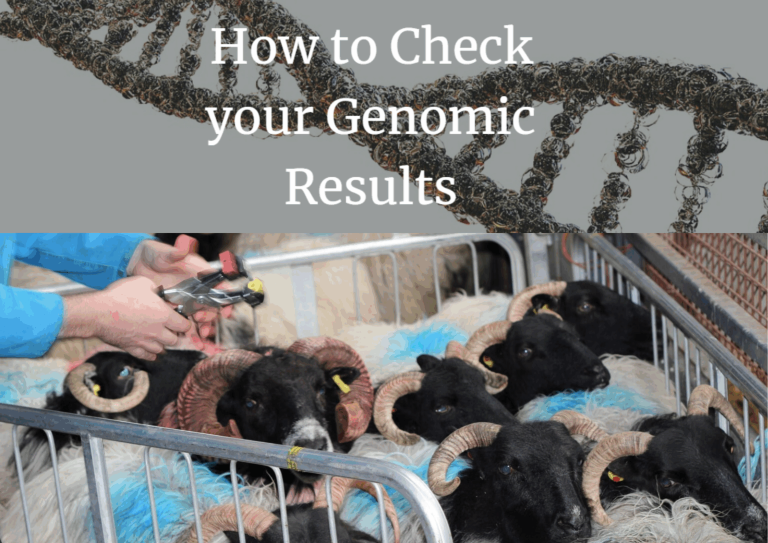 Hill Flocks Genomic Results - Sheep Ireland