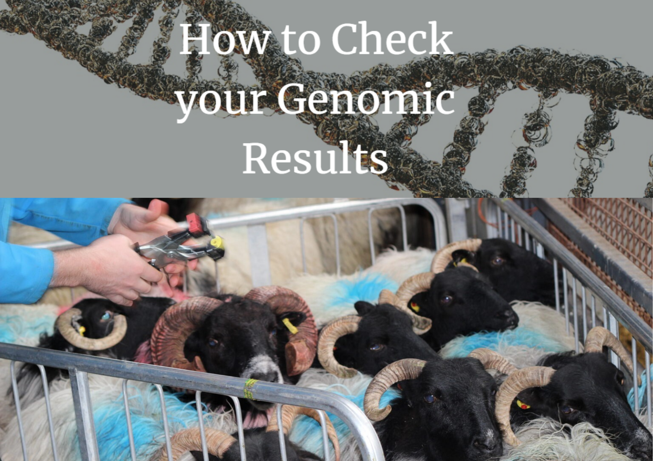 You are currently viewing Hill Flocks Genomic Results