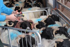 Read more about the article Hill Flocks Genomic Results