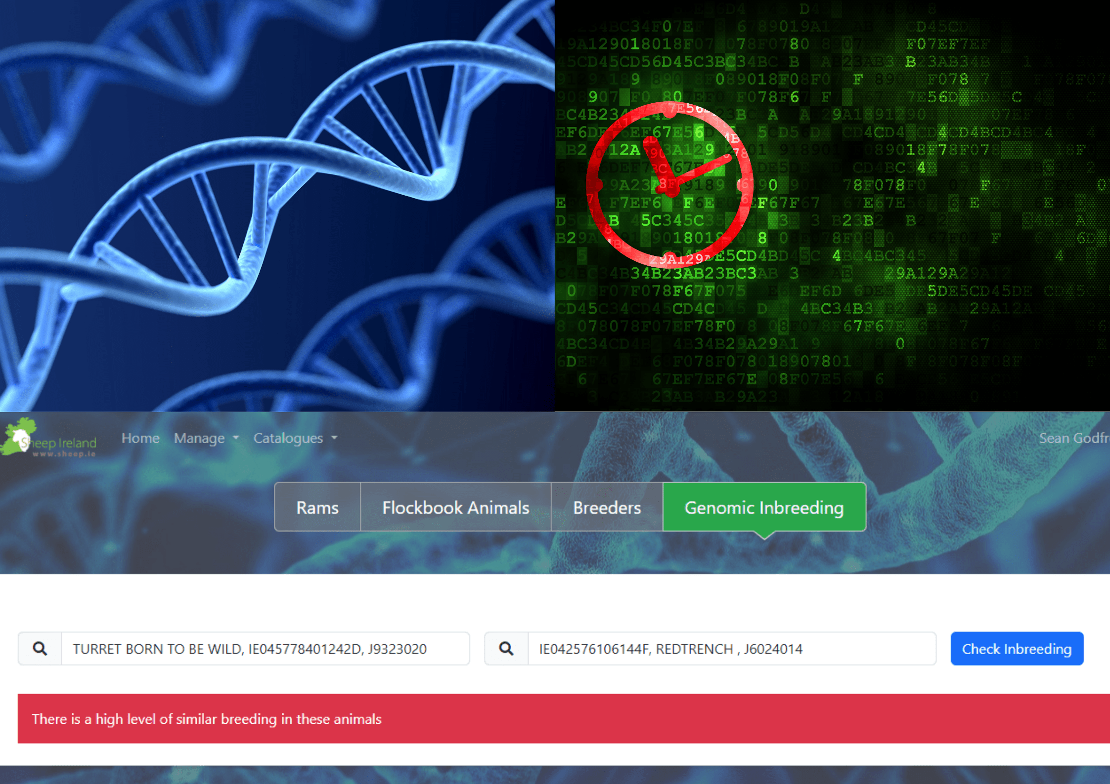 You are currently viewing Ram Genomic Inbreeding Checker