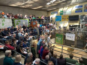 Read more about the article Sheep Ireland’s €urostar Multibreed Sale Report 2024
