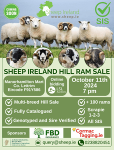 Read more about the article Sheep Ireland’s first Multi-breed Hill Ram sale 2024