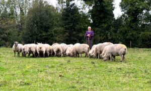 Read more about the article FBD LambPlus Award Nominees 2024 – John Lynch