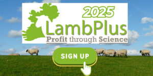 Read more about the article LambPlus programme 2025 is now open!