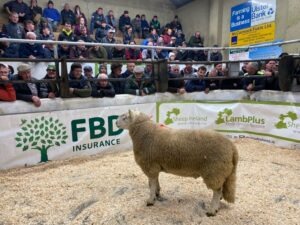 Read more about the article Sheep Irelands SIS Hill Sale Report 2024!