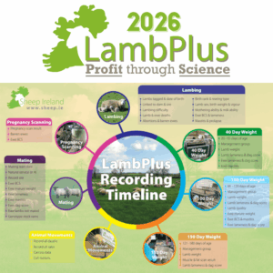Read more about the article LambPlus Recording Timeline