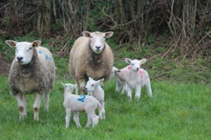 Read more about the article How to score lambing difficulty