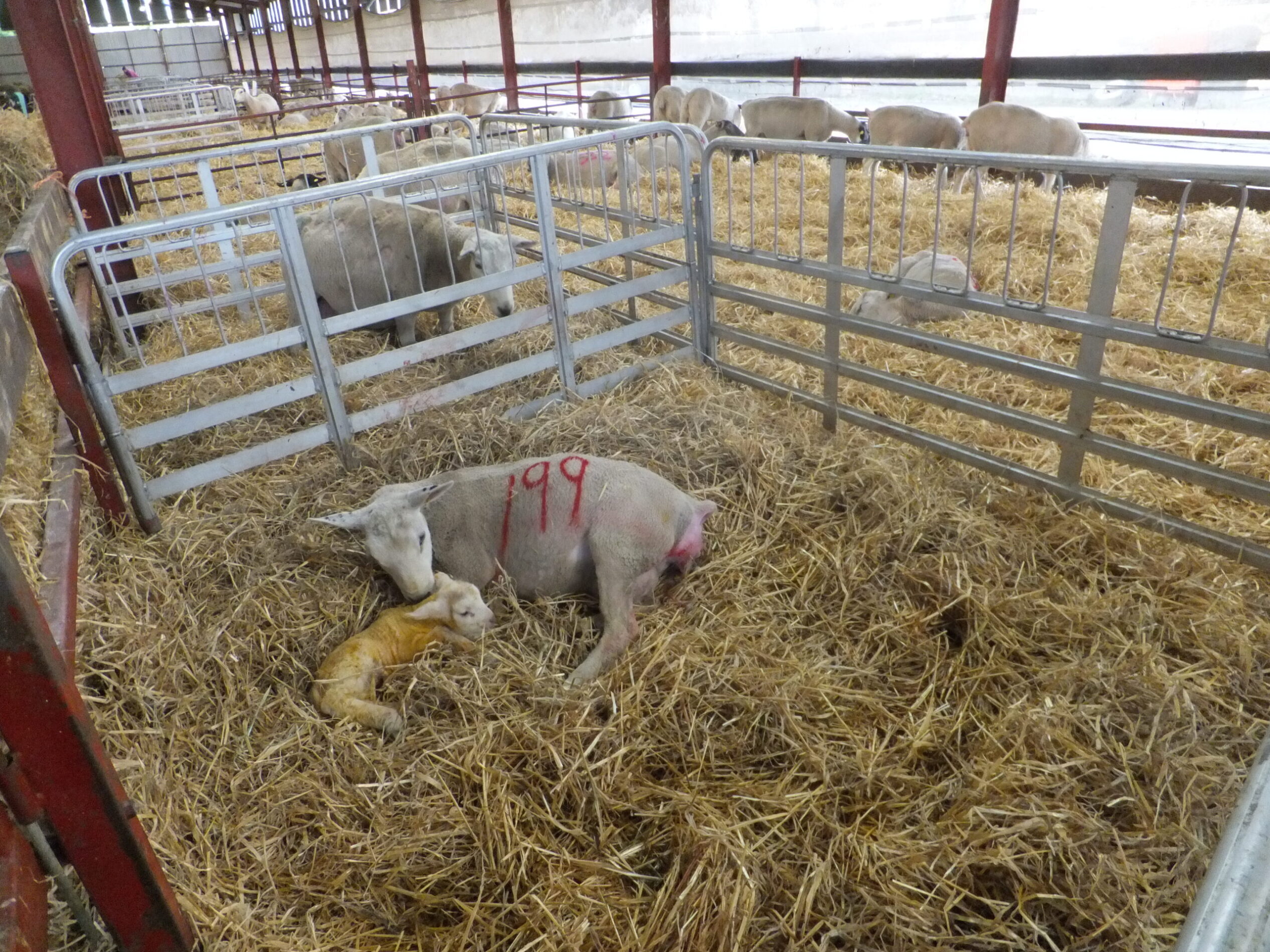 You are currently viewing Recording Lambing Events & Lambs Information Online