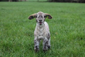 Read more about the article Recording Foster & Pet Lambs