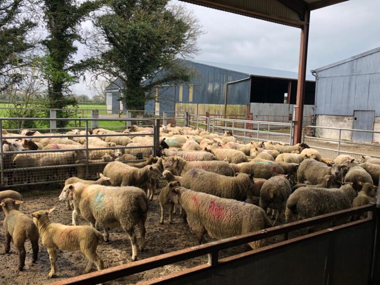 Early lambing? Check the timeliness for recording 40 days weights ...