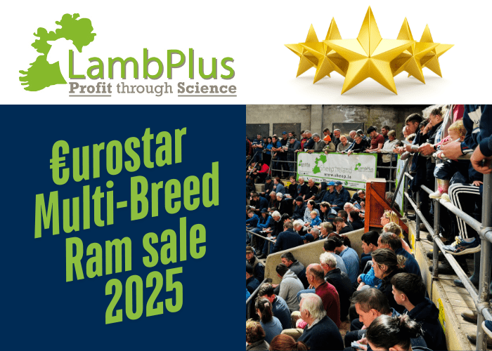 You are currently viewing Elite €uroStar Multi-Breed Ram sale 2025