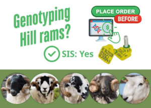 DNA combo tags for Hill breeders. Genotype your rams now!