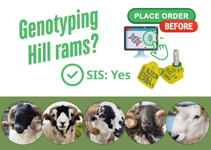 You are currently viewing DNA combo tags for Hill breeders. Genotype your rams now!