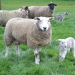 CPT 2025 Lambing underway!