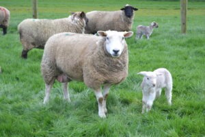 CPT 2025 Lambing underway!