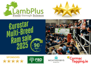 90 days countdown for the 2025 Elite €uroStar Multi-Breed Ram sale!